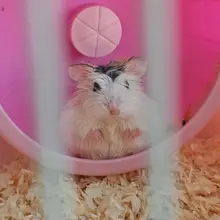 牛舔头