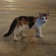 非常没素质的小猫