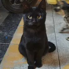 证件照来的