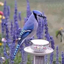 💙❄El agradecimiento y la humildad sea lo que te caracterice💙❄Abraza con el cora…