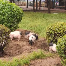 小猪小猪🐷