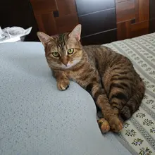 养猫以后相册就被塞满了