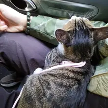 养猫以后相册就被塞满了