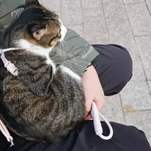 养猫以后相册就被塞满了