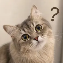 假日聯誼的朋友，要是有小孩通常是家人照顧或請人呢？ 如果沒人照顧會考慮找認識的朋友照顧嗎？ #i貓人的日常疑問 #歡迎找我分享