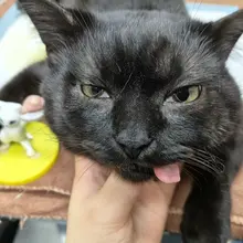 jojo🐈‍⬛：天塌了🙀