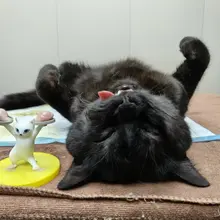 jojo🐈‍⬛：天塌了🙀