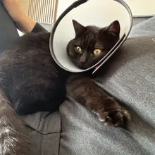 jojo🐈‍⬛：天塌了🙀