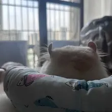 我的小猫没有妙脆角 只有两个牛角包