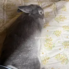 おしりくっつけマン🐰