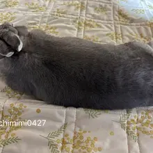 👩ちみさん、飼い主は今日うさぎを4匹飼う夢をみたよ 🐰浮気すな