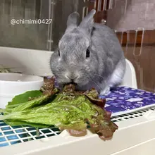 🐰でっかいレタス！うま！