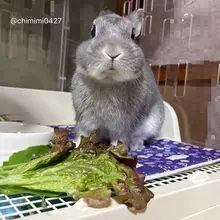 🐰でっかいレタス！うま！