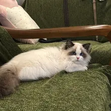 咪儿这个萌