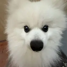 爆爆毛儿子