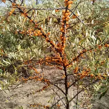 秋天的草原沙地很美。中秋要不要走一圈？