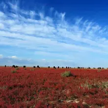 秋天的草原沙地很美。中秋要不要走一圈？