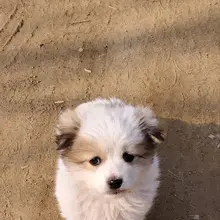 你怎么可怜兮兮的呀 （一开始看到它还在捡垃圾吃，后来狗妈妈把它带走了）