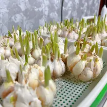 最近研究的新项目🧄