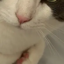 谁是手控足控猪猪控核桃控