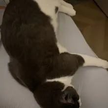 谁是手控足控猪猪控核桃控