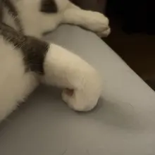 谁是手控足控猪猪控核桃控