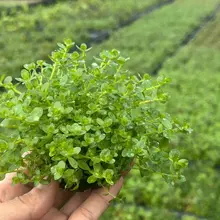 【ADA 生体製品情報🌱】 グリーン・ロターラは、水中でより鮮やかなライトグリーンの葉を展開します。トリミングに強く、匍匐して育つため、中背景で活躍します。…