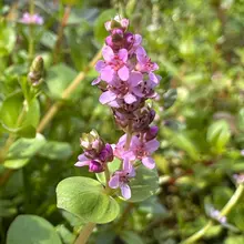 【ADA 生体製品情報】 桜は散りましたが、佗び草ハウスは今まさに花盛り。 セイロン・ロターラやアマゾンチドメグサなど、さまざまな水草の花が競うように咲いてい…