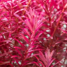 【ADA 生体製品情報🌱】 ロターラ・ブラッド レッドは、赤系ロターラの中でも特に鮮やかな発色が特長です。垂直方向に生長しやすく、背景の植栽に適しています。…