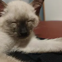 猫儿这个被人吵醒 猫儿这个困