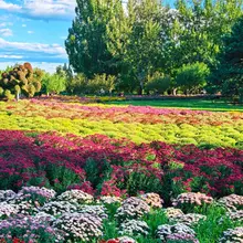 北京国家植物園で菊花展が開催中！ 色とりどりの菊が咲き誇り、 秋ならではの華やかな景色が広がる。