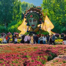 北京国家植物園で菊花展が開催中！ 色とりどりの菊が咲き誇り、 秋ならではの華やかな景色が広がる。