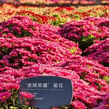 北京国家植物園で菊花展が開催中！ 色とりどりの菊が咲き誇り、 秋ならではの華やかな景色が広がる。