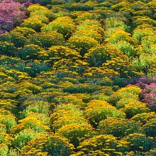 北京国家植物園で菊花展が開催中！ 色とりどりの菊が咲き誇り、 秋ならではの華やかな景色が広がる。
