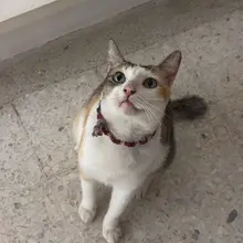 神奇小猫