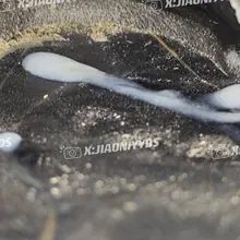 骚熟妇的极品脚泥，光脚丫子穿鞋，脚趾部位把鞋尖养的全是臭泥，左脚吐口水，右脚打胶🤤 #扫楼 #恋足 #足交 #美脚 #高跟 #打胶 #玩鞋 #射鞋 #原味