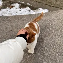 摸摸猫头