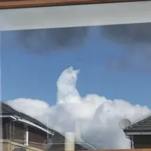 All cats go to heaven