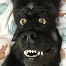 Photo posted by We Assess Cats 🐾 (@WeAssessCats)