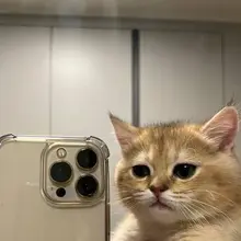 This is Cheddar. He just sent this mirror selfie to the family group chat with…