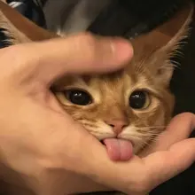 Photo posted by We Assess Cats 🐾 (@WeAssessCats)