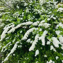 這是什麼花？