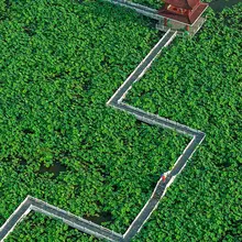🇨🇳江苏金湖塔集万亩百荷园 #大美中国