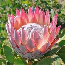 帝王花｜南非国花，花朵直径最大能到 30 厘米，比脸盆还大。 King Protea | National flower of South Africa. I…