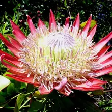 帝王花｜南非国花，花朵直径最大能到 30 厘米，比脸盆还大。 King Protea | National flower of South Africa. I…