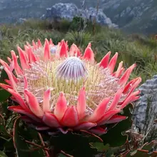 帝王花｜南非国花，花朵直径最大能到 30 厘米，比脸盆还大。 King Protea | National flower of South Africa. I…