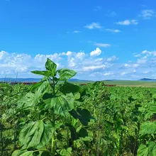 内蒙古大草原的乐趣