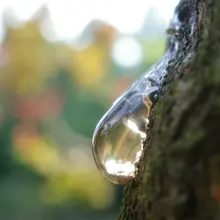 松脂慢慢流淌着，在你不在意的时光里悄悄离去……