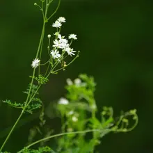 夏日生机