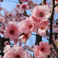 粉瓣轻舒映碧空， 枝头簇簇醉东风。 蕊心点墨香犹在， 一树芳菲胜画中。